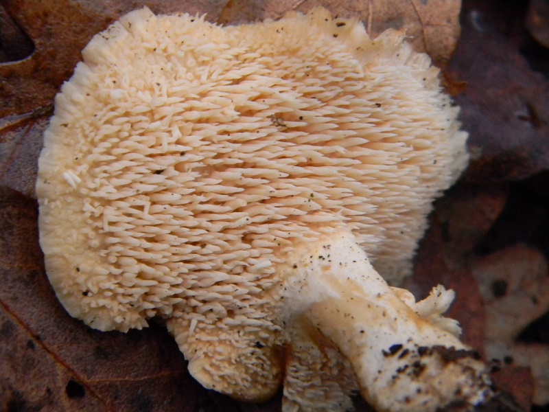 1) Fotogr.il 17.01.2014. sotto Quercia