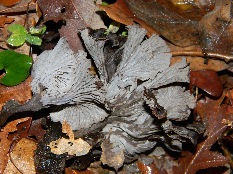 2) Fotogr.il 17.01.2014.sotto Quercia