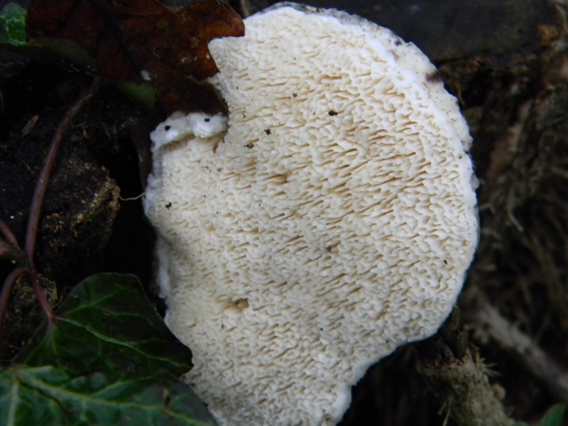 3) Fotog. il 17.01.2014. sotto Quercia legnicolo