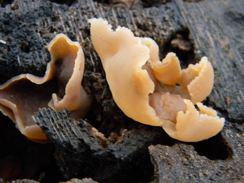 4) Fotogr.il 17.01.2014.sotto Quercia legnicoli