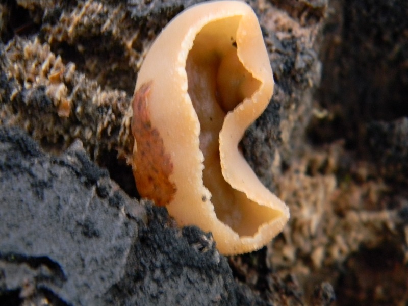 4) Fotogr.il 17.01.2014.sotto Quercia legnicoli