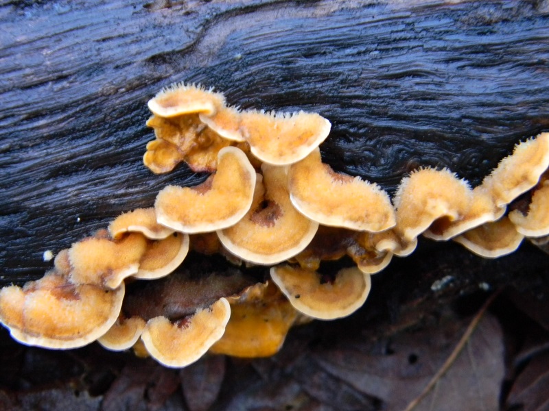 1) Fotogr. il 21.01.2014.sotto Quercia