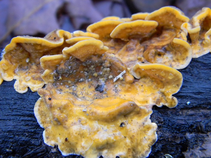 1) Fotogr. il 21.01.2014.sotto Quercia