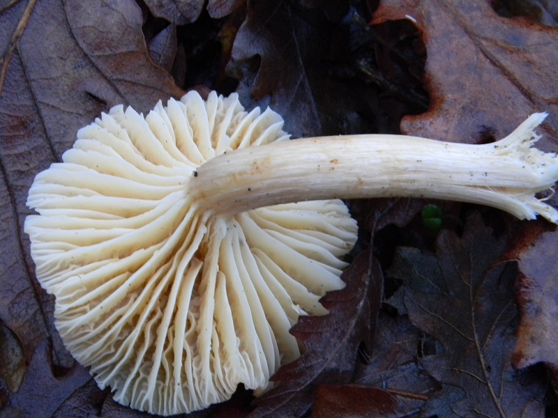 2) Fotogr. il 21.01.2014. sotto Quercia