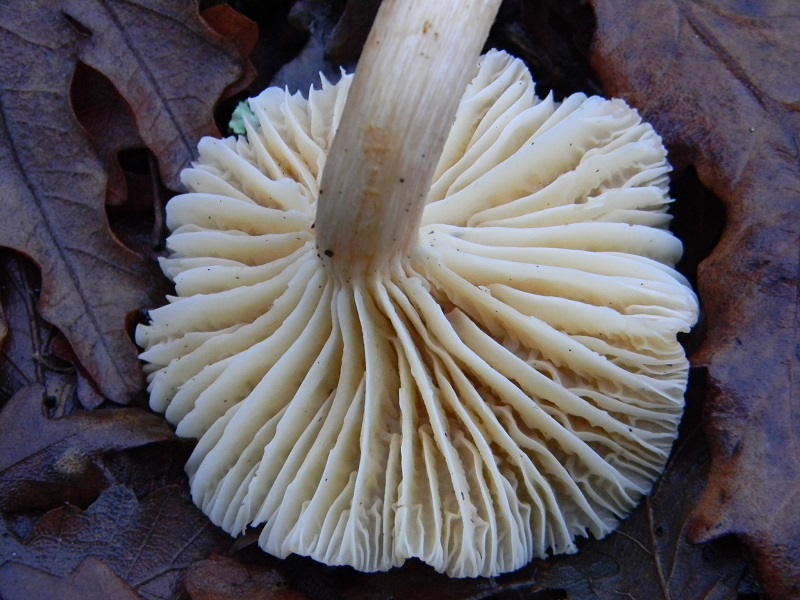 2) Fotogr. il 21.01.2014. sotto Quercia