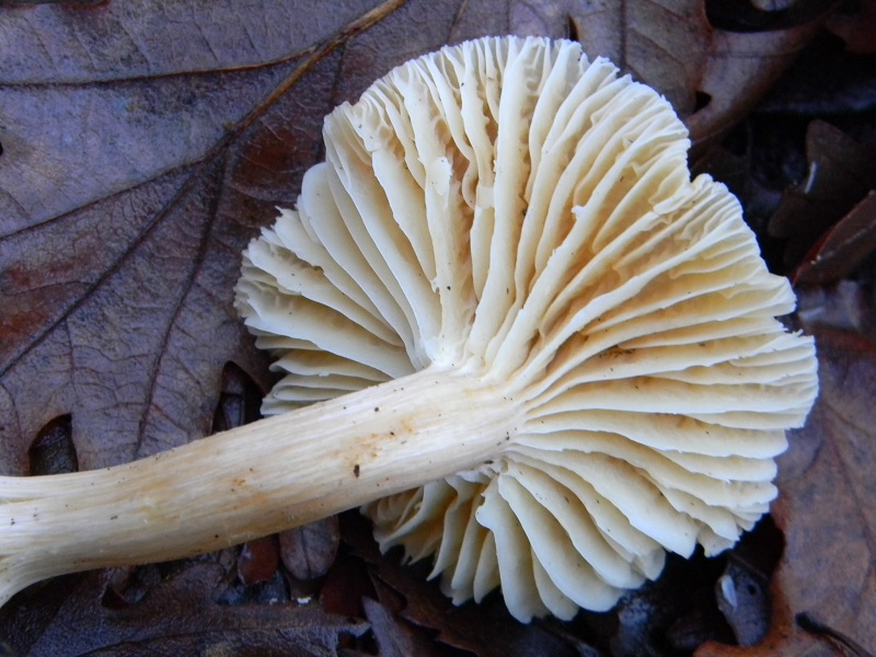 2) Fotogr. il 21.01.2014. sotto Quercia