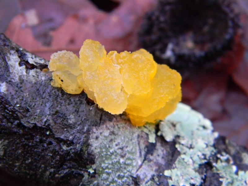 3) Fotogr. il 21.01.2014.sotto Quercia