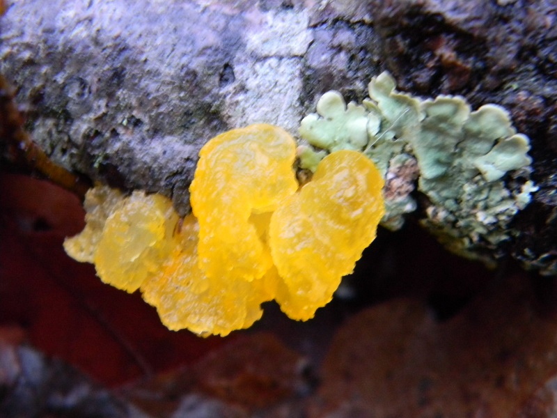 3) Fotogr. il 21.01.2014.sotto Quercia