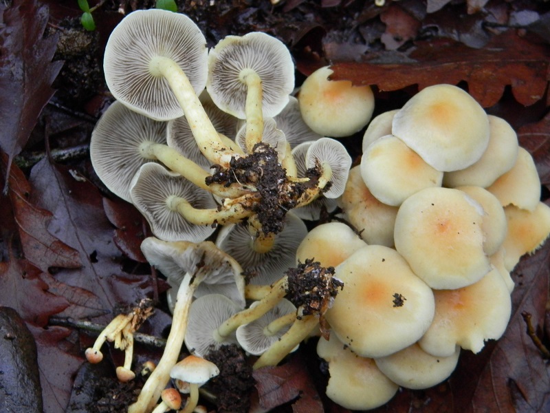 4) Fotogr. il 21.01.2014. sotto Quercia