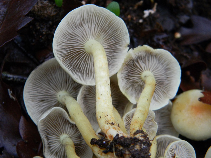 4) Fotogr. il 21.01.2014. sotto Quercia