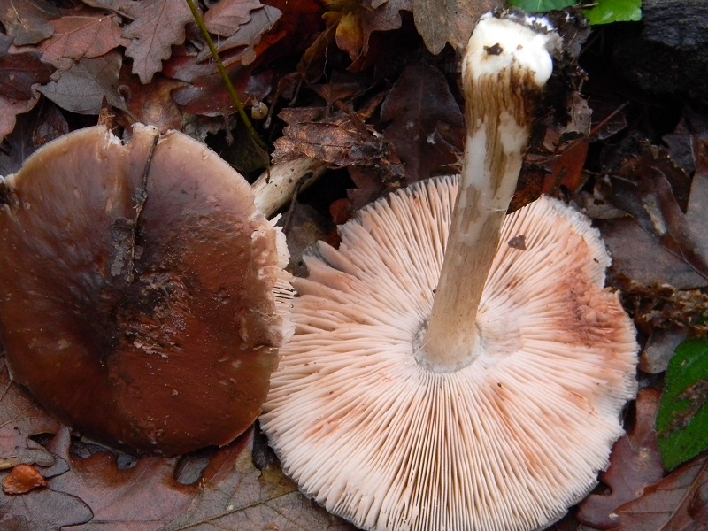 5) Fotogr. il 21.01.2014. sotto Quercia