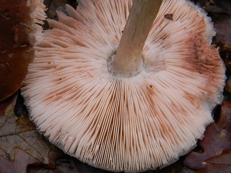 5) Fotogr. il 21.01.2014. sotto Quercia