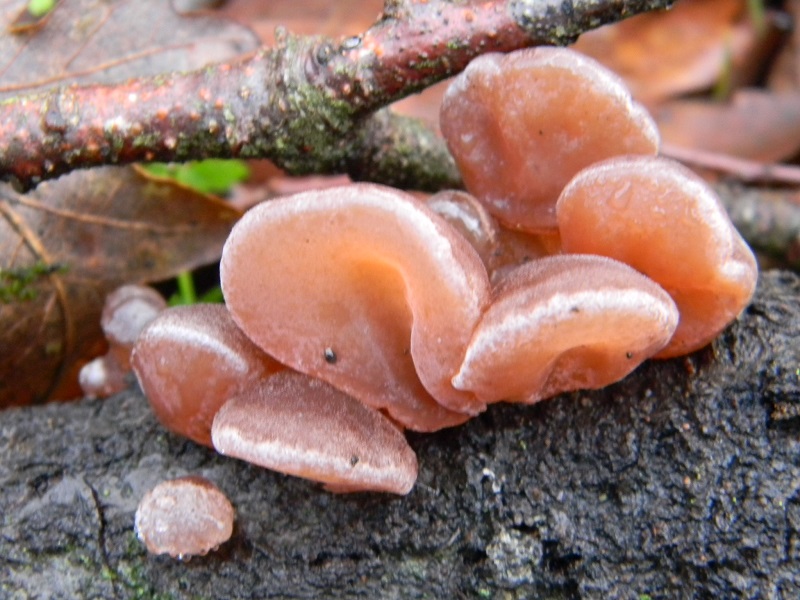 6) Fotogr. il 21.01.2014. sotto Quercia