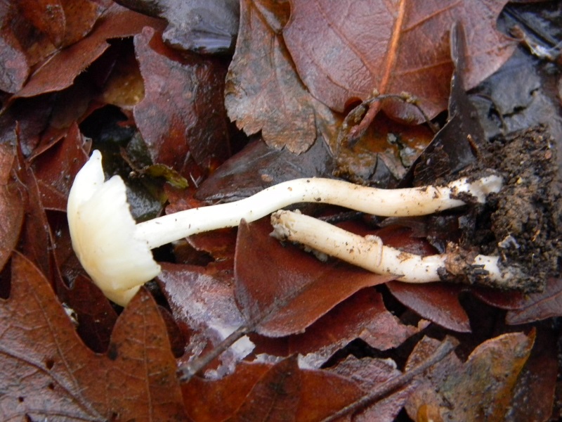 7) Fotogr. il 21.01.2014. sotto Quercia