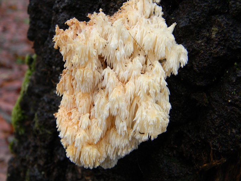 8) Fotogr. il 21.01.2014. sotto Quercia