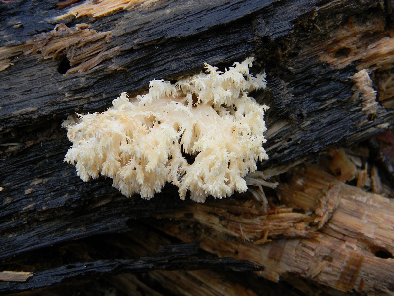 10) Fotogr. il 21.01.2014. sotto Quercia