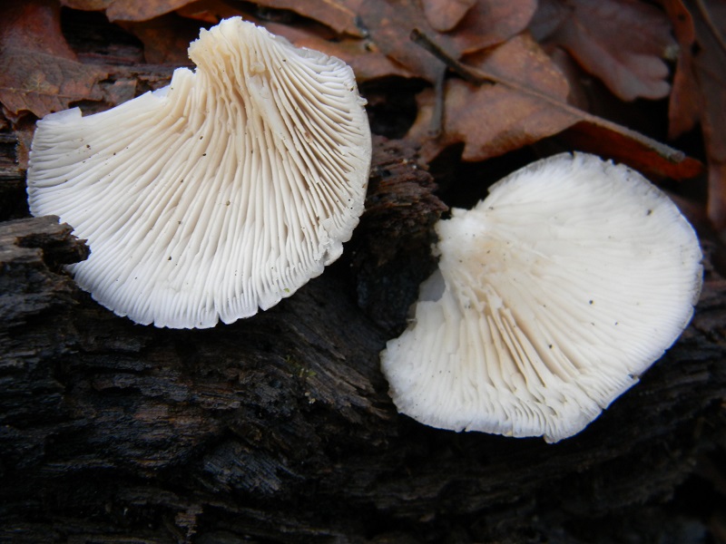 9) Fotogr. il 21.01.2014. sotto Quercia