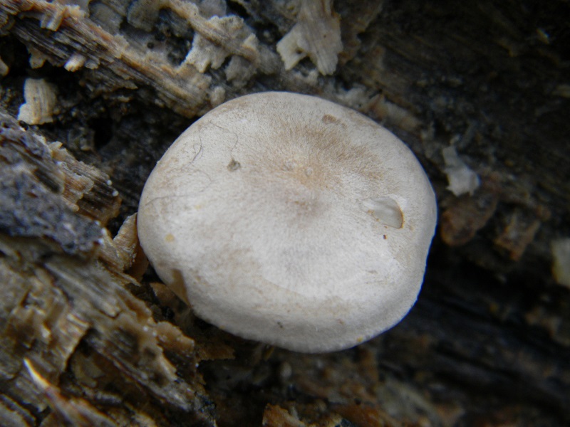 11) Fotogr. il 21.01.2014. sotto Quercia