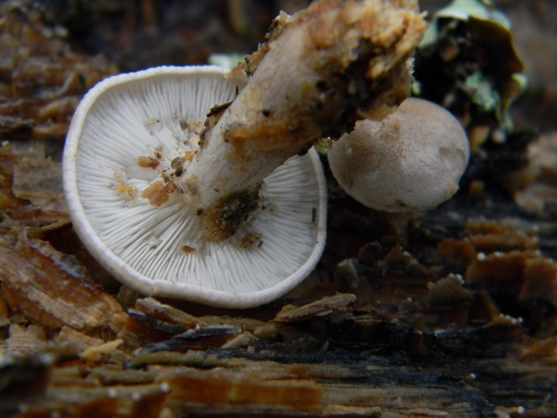 11) Fotogr. il 21.01.2014. sotto Quercia