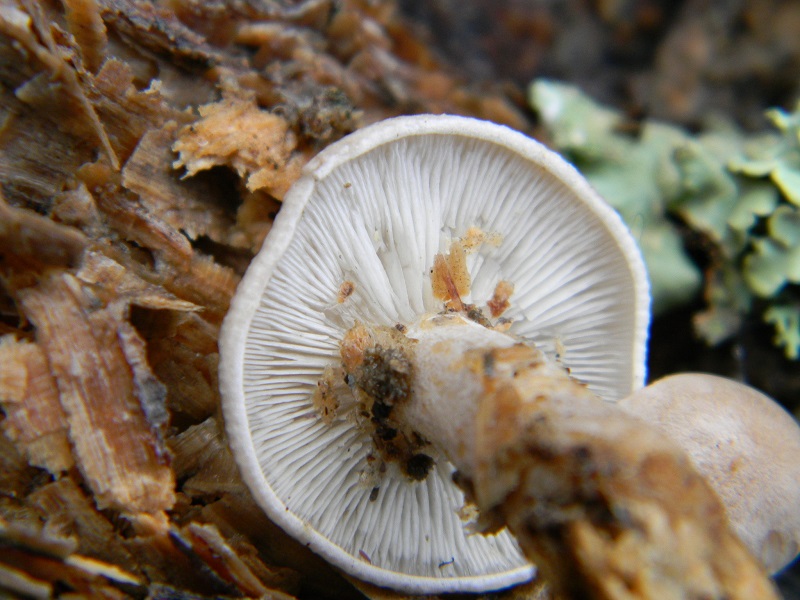 11) Fotogr. il 21.01.2014. sotto Quercia