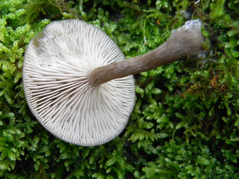 12) Fotogr.il 21.01.2014. sotto Quercia