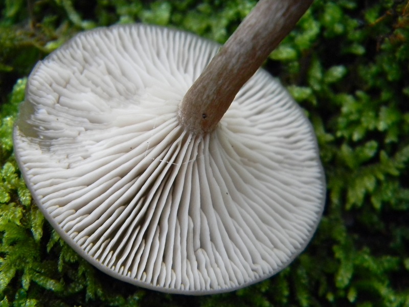 12) Fotogr.il 21.01.2014. sotto Quercia