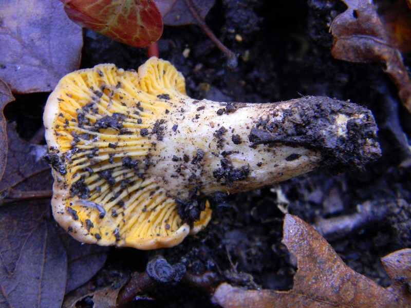 13) Fotogr.il 21.01.2014. sotto Quercia