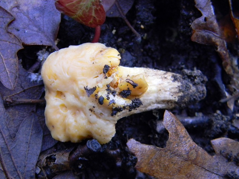 13) Fotogr.il 21.01.2014. sotto Quercia