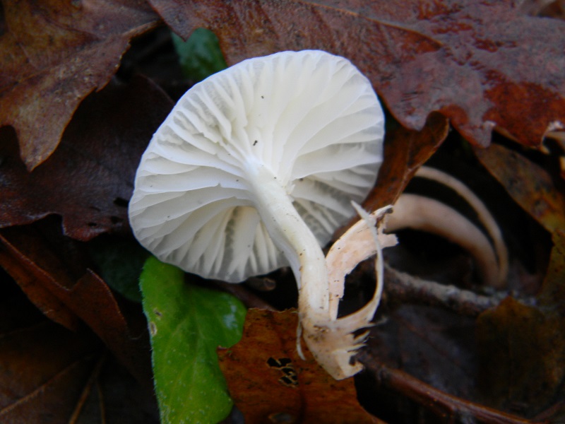 14) Fotogr.il 21.01.2014. sotto Quercia