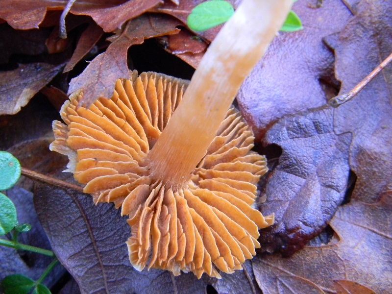 15) Fotogr.il 21.01.2014.sotto Quercia