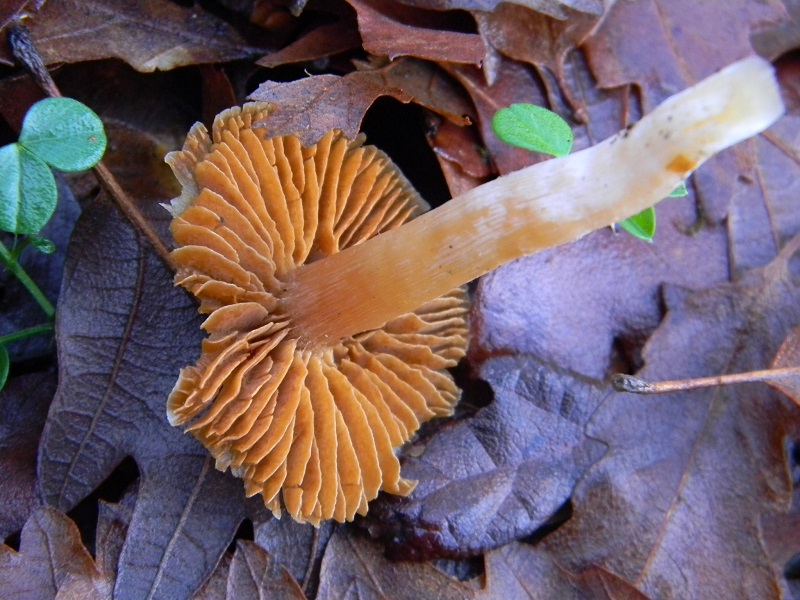 15) Fotogr.il 21.01.2014.sotto Quercia