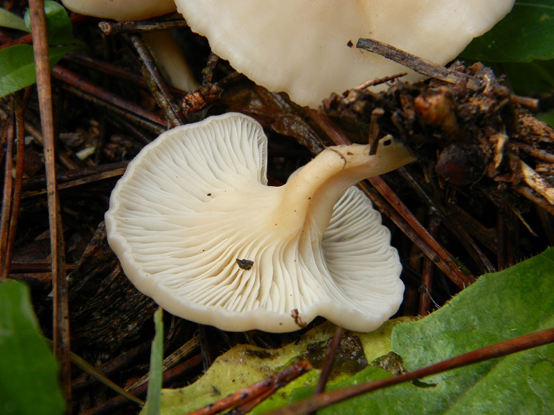 1) Fotogr.il 21.01.2014.sotto pineta con Leccio