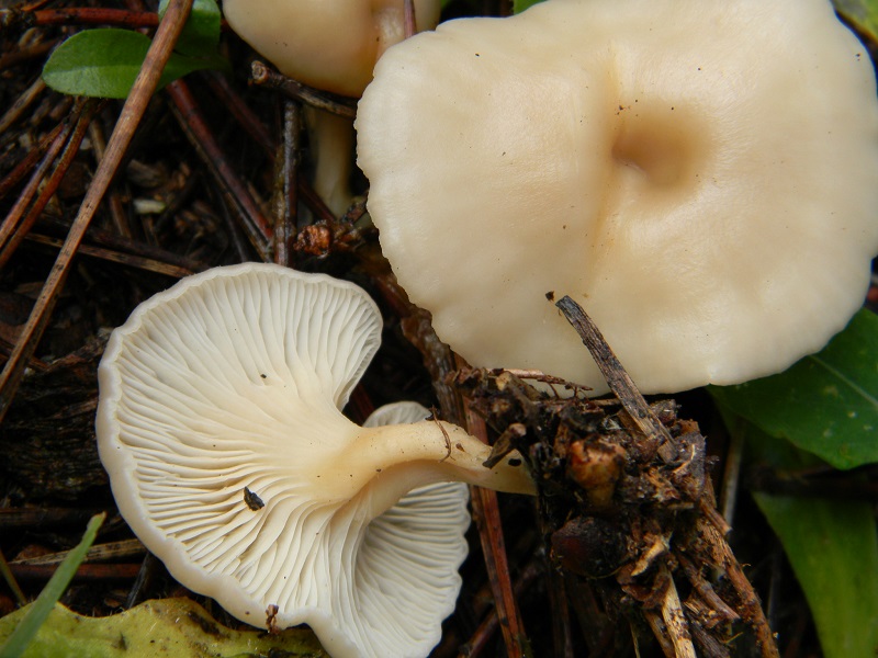 1) Fotogr.il 21.01.2014.sotto pineta con Leccio