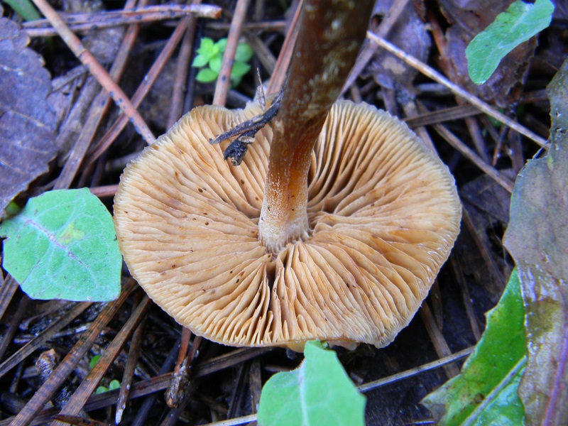 2) Fotogr.il 21.01.2014. sotto pineta con Leccio