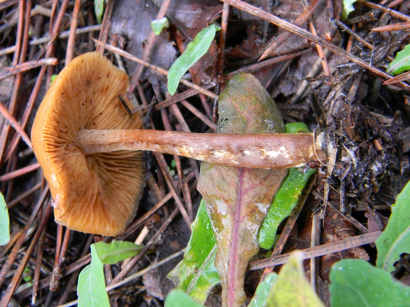 2) Fotogr.il 21.01.2014. sotto pineta con Leccio