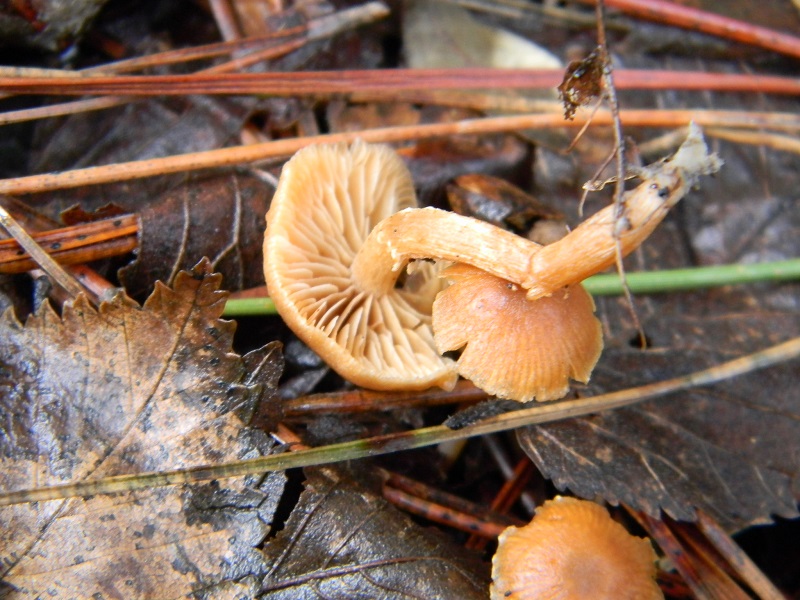 3) Fotogr.il 21.01.2014. sotto pineta con Leccio