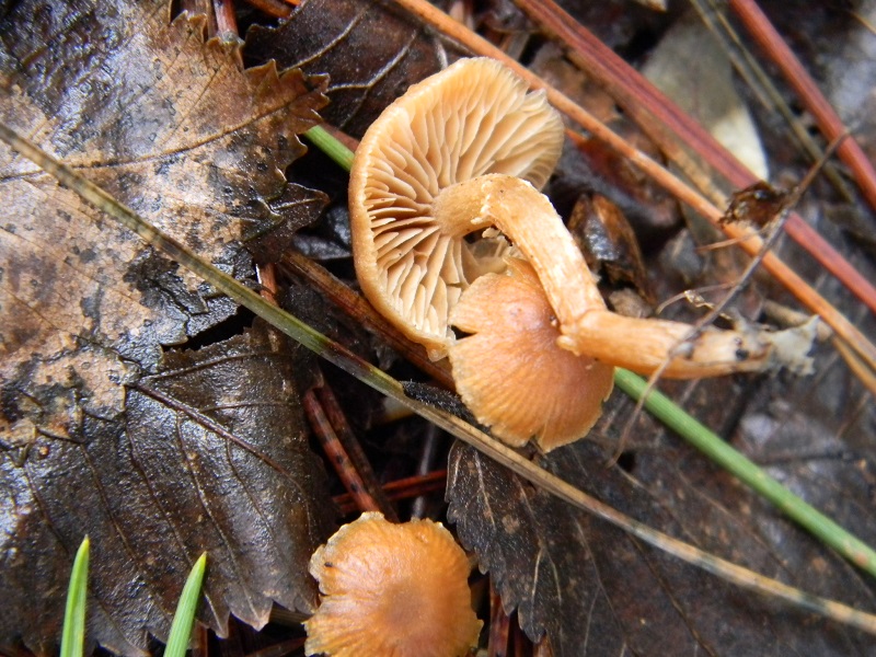 3) Fotogr.il 21.01.2014. sotto pineta con Leccio