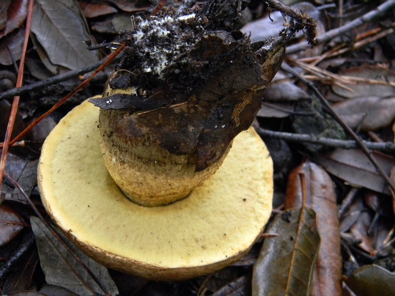 4) Fotogr. il 21.01.2014.sotto pineta con Leccio