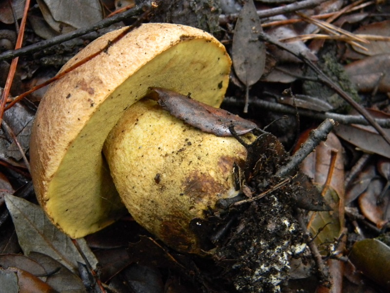 4) Fotogr. il 21.01.2014.sotto pineta con Leccio