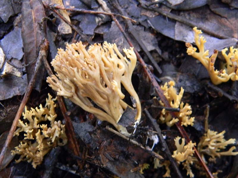 5) Fotogr. il 21.01.2014. sotto pineta con Leccio