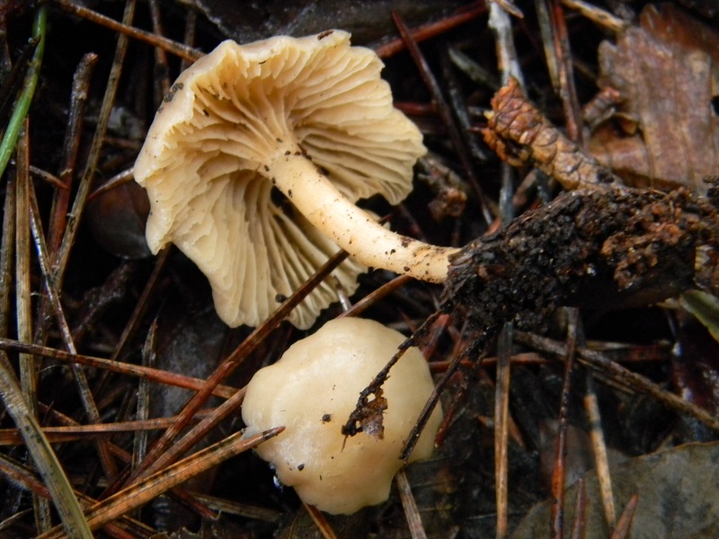 6) Fotogr. il 21.01.2014. sotto pineta con Leccio