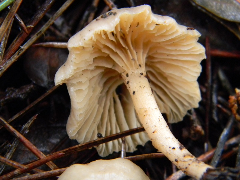 6) Fotogr. il 21.01.2014. sotto pineta con Leccio