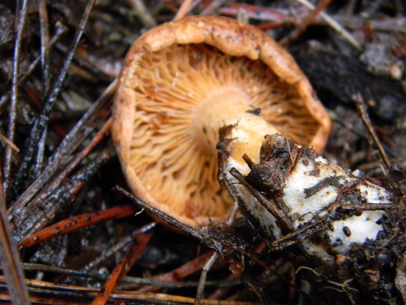 7) Fotogr. il 21.01.2014. sotto pineta con Leccio