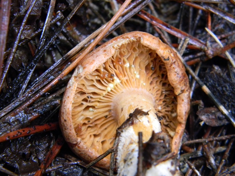 7) Fotogr. il 21.01.2014. sotto pineta con Leccio