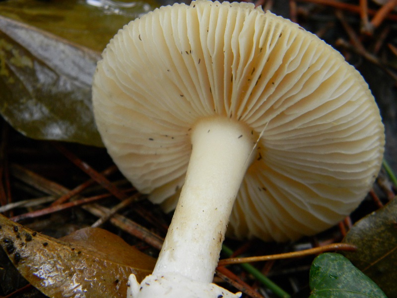 8) Fotogr.il 21.01.2014.sotto pineta con Leccio