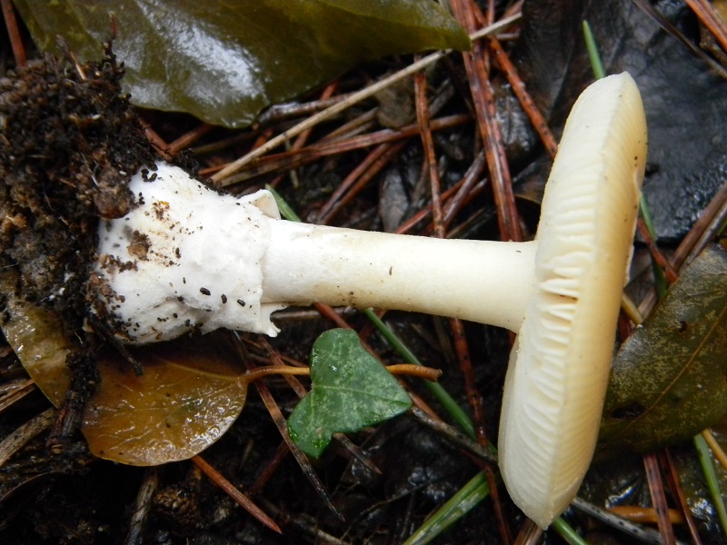 8) Fotogr.il 21.01.2014.sotto pineta con Leccio