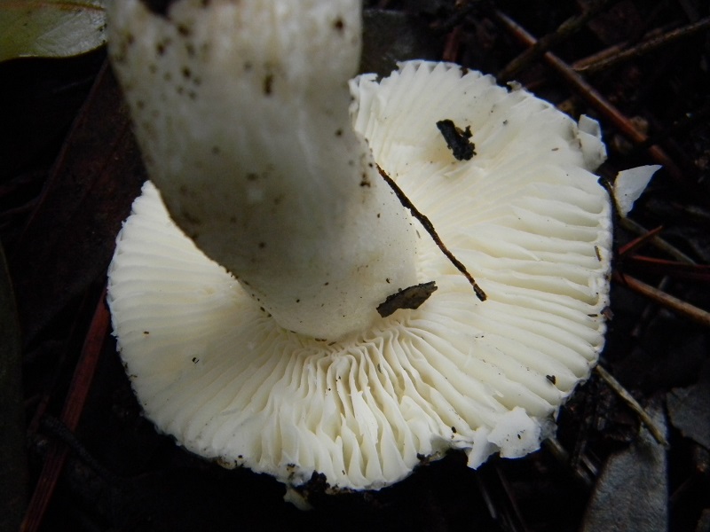 9) Fotogr. il 21.01.2014. sotto pineta con Leccio