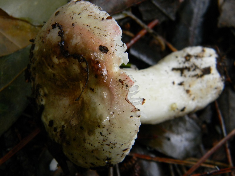 9) Fotogr. il 21.01.2014. sotto pineta con Leccio