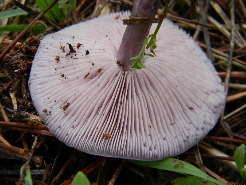 10) Fotogr. il 21.01.2014. sotto pineta con Leccio