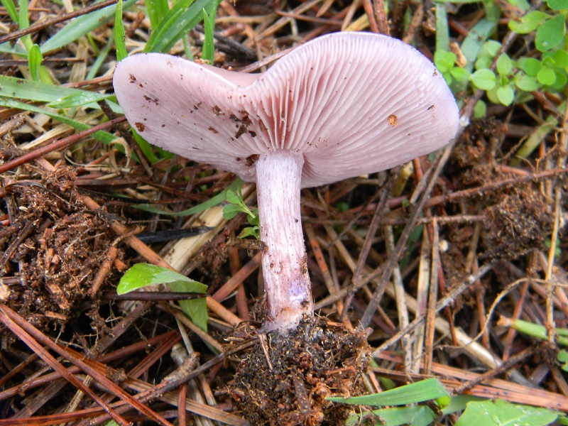 10) Fotogr. il 21.01.2014. sotto pineta con Leccio